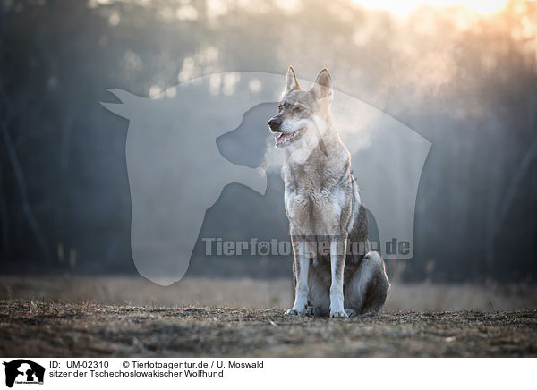 sitzender Tschechoslowakischer Wolfhund / UM-02310