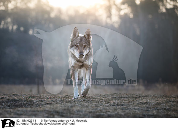 laufender Tschechoslowakischer Wolfhund / UM-02311