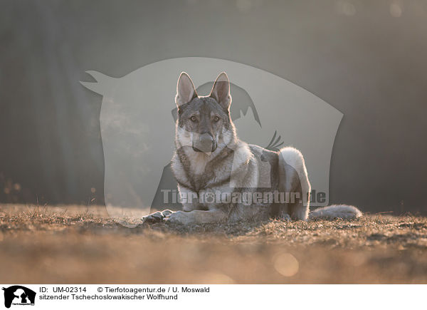 sitzender Tschechoslowakischer Wolfhund / UM-02314