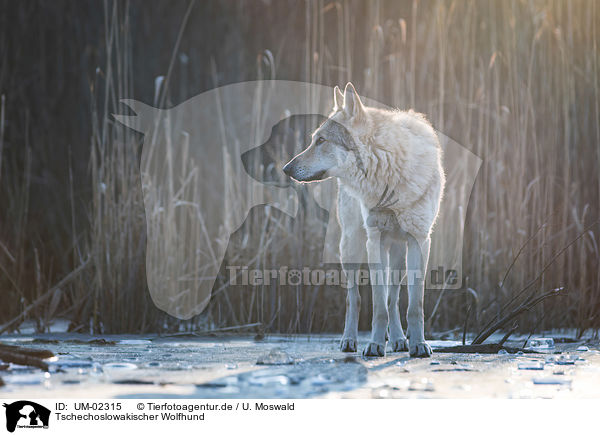 Tschechoslowakischer Wolfhund / UM-02315