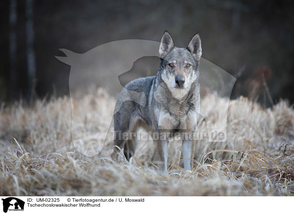 Tschechoslowakischer Wolfhund / UM-02325