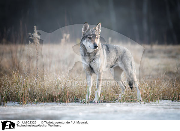 Tschechoslowakischer Wolfhund / UM-02326