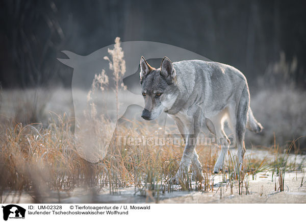 laufender Tschechoslowakischer Wolfhund / UM-02328
