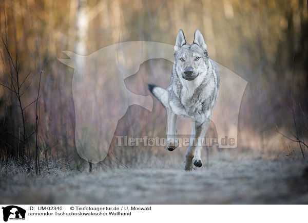 rennender Tschechoslowakischer Wolfhund / running Czechoslovakian Wolfdog / UM-02340
