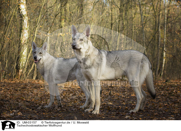 Tschechoslowakischer Wolfhund / Czechoslovakian wolfdog / UM-03157