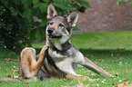 Tschechoslowakischer Wolfhund