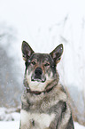 Tschechoslowakischer Wolfhund im Schnee