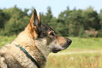 Tschechoslowakischer Wolfhund Portrait