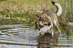 spielender Tschechoslowakischer Wolfhund