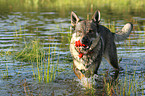 spielender Tschechoslowakischer Wolfshund