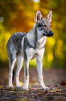 stehender Tschechoslowakischer Wolfhund