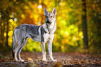 stehender Tschechoslowakischer Wolfhund