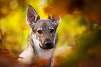 Tschechoslowakischer Wolfhund Portrait