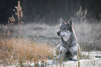 liegender Tschechoslowakischer Wolfhund