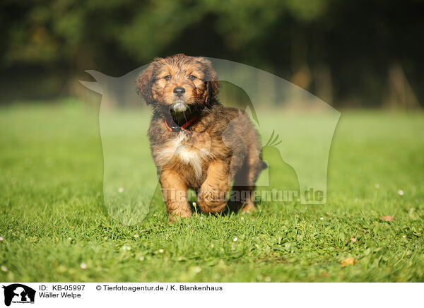 Wller Welpe / Waeller Sheepdog Puppy / KB-05997