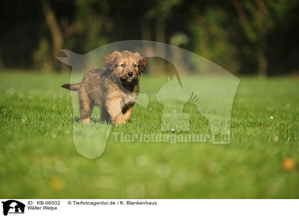 Wller Welpe / Waeller Sheepdog Puppy / KB-06002