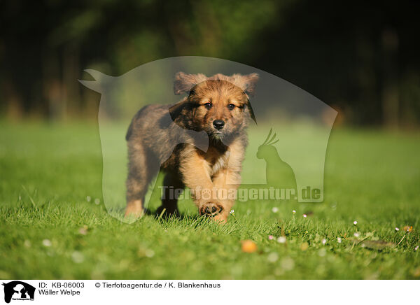 Wller Welpe / Waeller Sheepdog Puppy / KB-06003