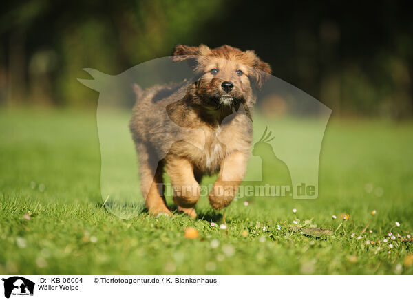 Wller Welpe / Waeller Sheepdog Puppy / KB-06004
