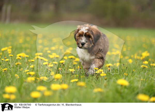Wller Welpe / Waeller Sheepdog Puppy / KB-08780