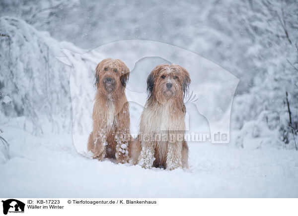 Wller im Winter / Waeller Sheepdog in winter / KB-17223