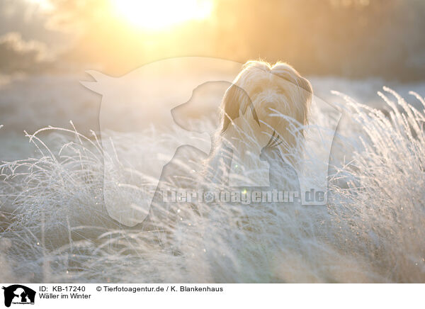 Wller im Winter / Waeller Sheepdog in winter / KB-17240