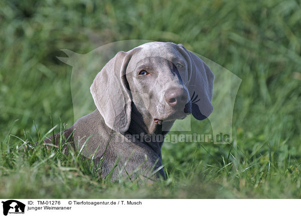 junger Weimaraner / TM-01276