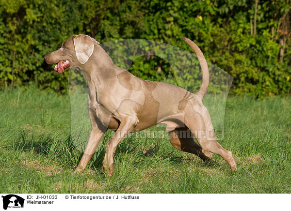 Weimaraner / Weimaraner / JH-01033