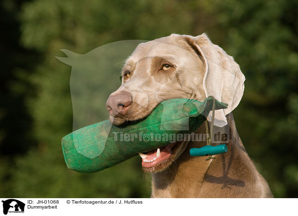 Dummyarbeit / Weimaraner with Dummy / JH-01068