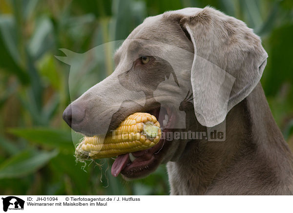 Weimaraner mit Maiskolben im Maul / Weimaraner with corncob / JH-01094