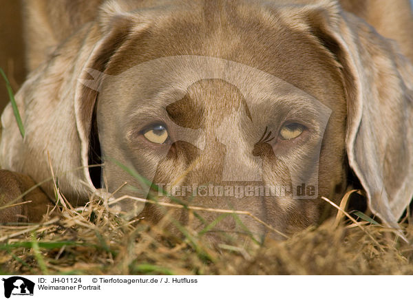 Weimaraner Portrait / Weimaraner Portrait / JH-01124