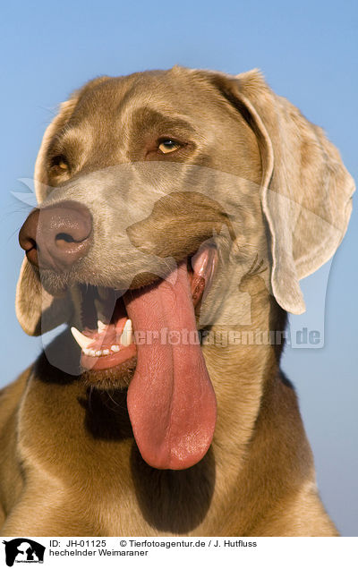 hechelnder Weimaraner / panting Weimaraner / JH-01125