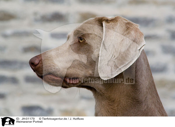 Weimaraner Portrait / Weimaraner Portrait / JH-01179