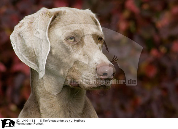 Weimaraner Portrait / Weimaraner Portrait / JH-01183