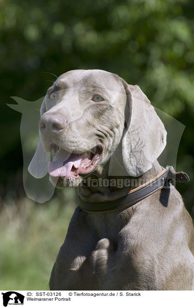 Weimaraner Portrait / Weimaraner Portrait / SST-03126