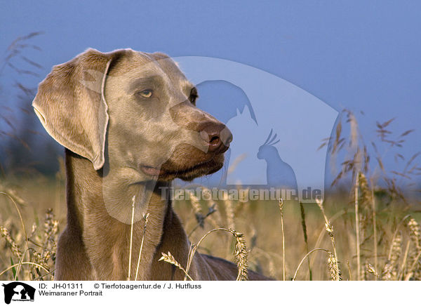 Weimaraner Portrait / Weimaraner Portrait / JH-01311