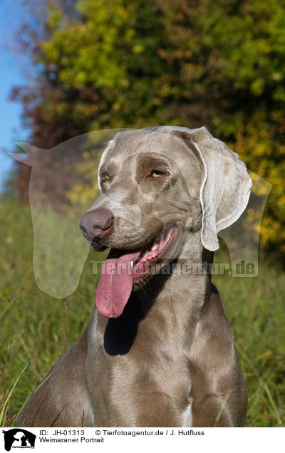 Weimaraner Portrait / Weimaraner Portrait / JH-01313