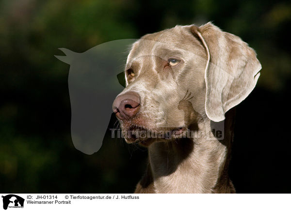 Weimaraner Portrait / Weimaraner Portrait / JH-01314