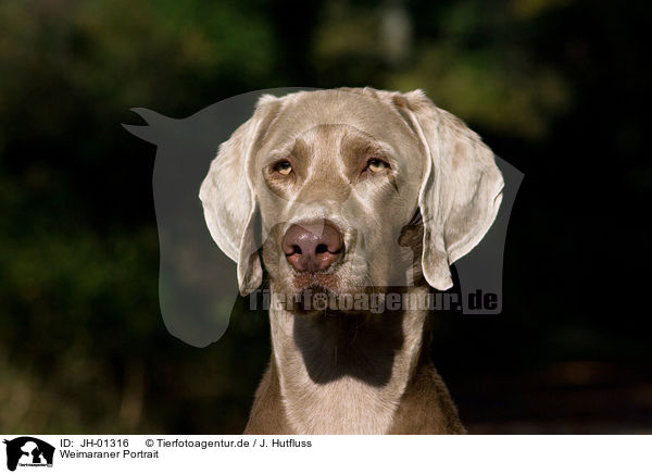 Weimaraner Portrait / Weimaraner Portrait / JH-01316