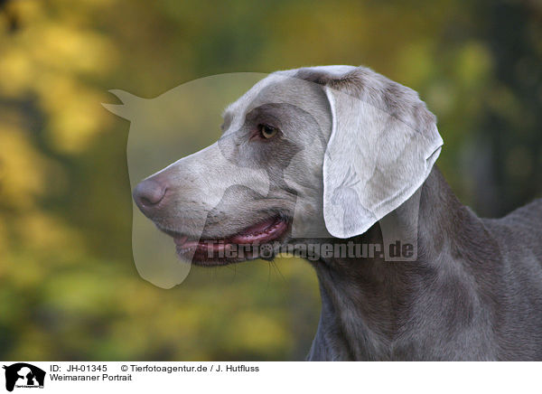 Weimaraner Portrait / Weimaraner Portrait / JH-01345