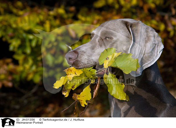 Weimaraner Portrait / Weimaraner Portrait / JH-01356