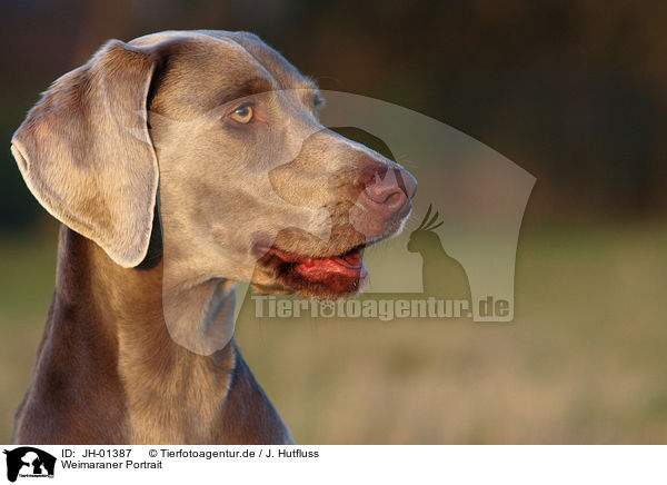 Weimaraner Portrait / Weimaraner Portrait / JH-01387