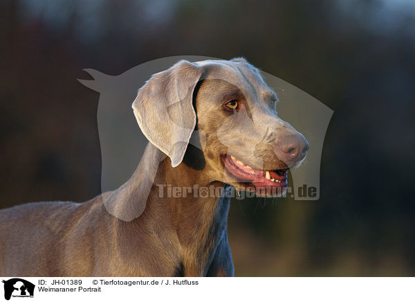 Weimaraner Portrait / Weimaraner Portrait / JH-01389