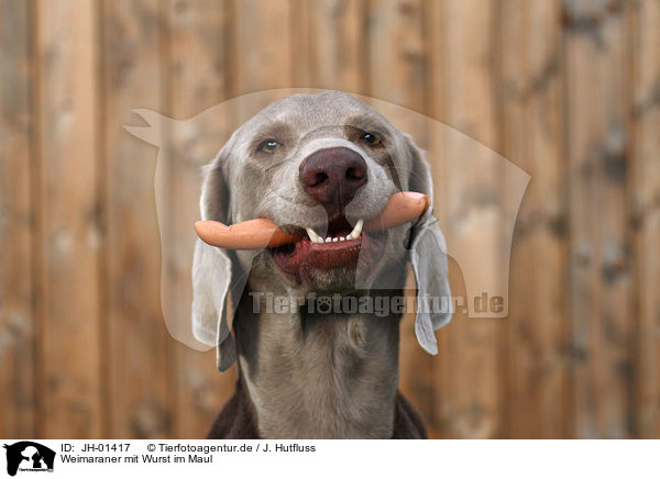 Weimaraner mit Wurst im Maul / Weimaraner with sausage in mouth / JH-01417