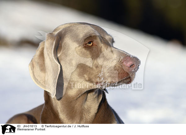 Weimaraner Portrait / Weimaraner Portrait / JH-01613