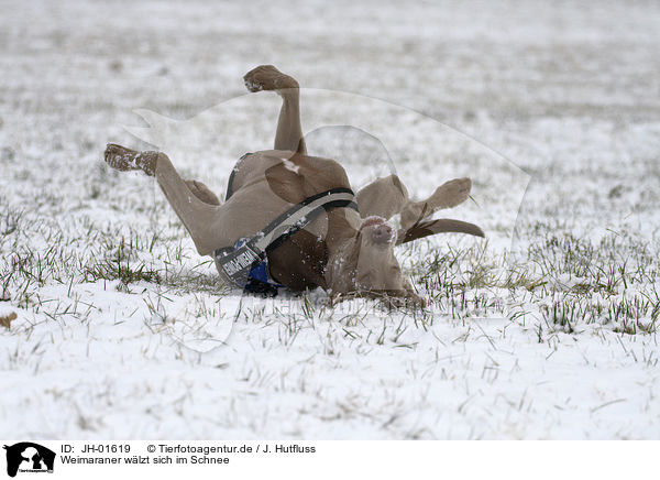 Weimaraner wlzt sich im Schnee / Weimaraner wallowing in snow / JH-01619