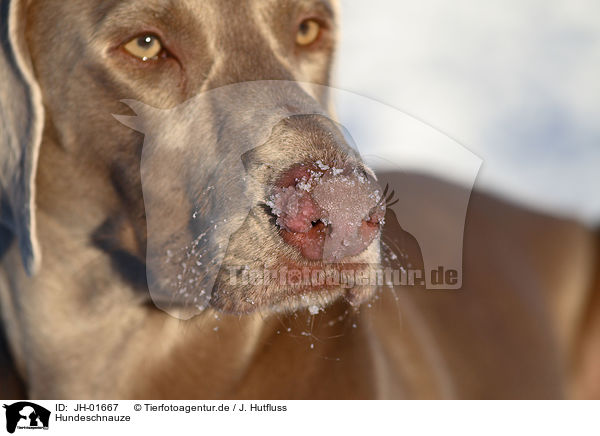 Hundeschnauze / dogs snout / JH-01667