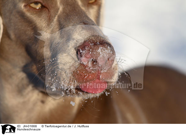 Hundeschnauze / dogs snout / JH-01668