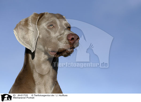 Weimaraner Portrait / Weimaraner Portrait / JH-01720