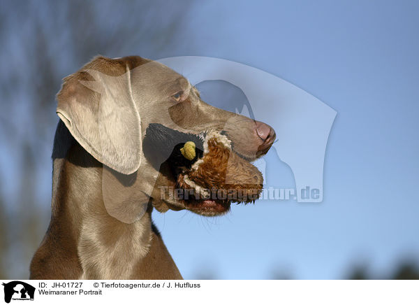 Weimaraner Portrait / Weimaraner Portrait / JH-01727