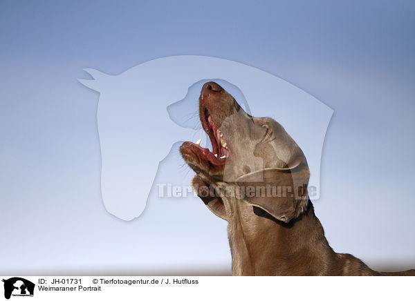 Weimaraner Portrait / Weimaraner Portrait / JH-01731